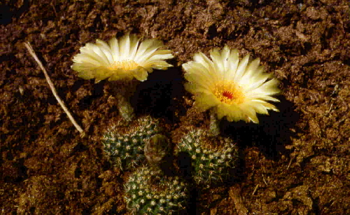 notocactus mannii